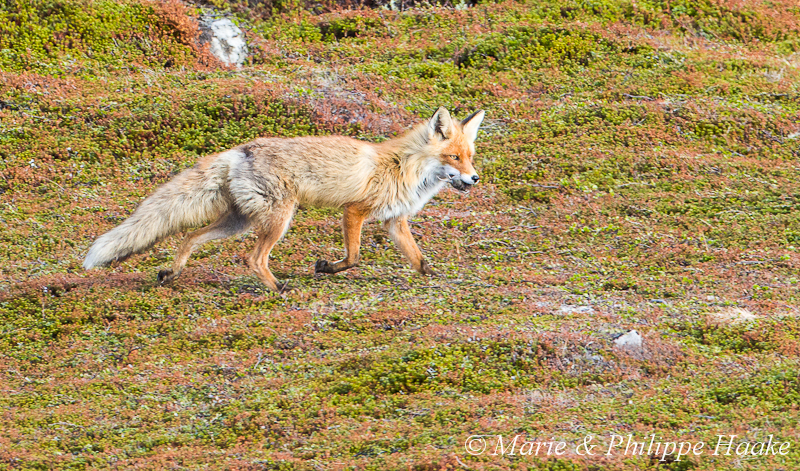 Renard 6306.jpg - Renard roux, vulpes vulpes (Grense Jakobselv, Norvège, frontière russe, juin 2012)